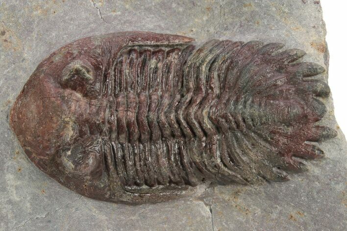 Red Hollardops Trilobite - Zerig, Morocco #251069